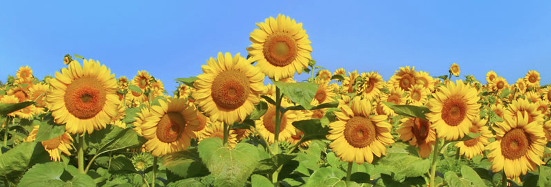 Photoworkshops sunflowers
