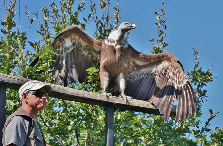 Pyrenees vulture park